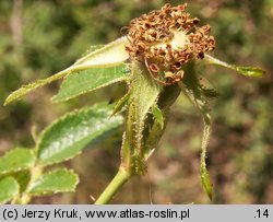 Rosa rubiginosa (róża rdzawa)