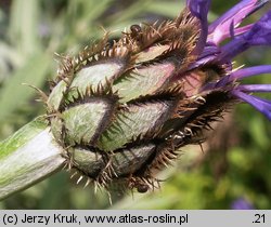 Centaurea triumfettii (chaber barwny)