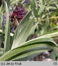 Centaurea triumfettii (chaber barwny)