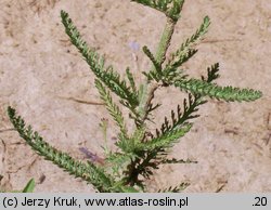 Achillea collina (krwawnik pagórkowy)