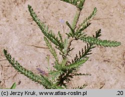 Achillea collina (krwawnik pagórkowy)