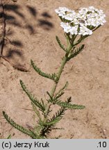 Achillea collina (krwawnik pagórkowy)