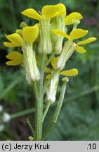 Erysimum pieninicum (pszonak pieniński)