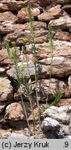 Erysimum pieninicum (pszonak pieniński)