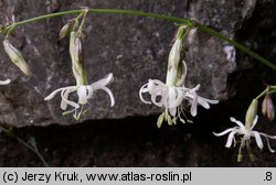 Silene nutans ssp. glabra (lepnica zwisła gładka)