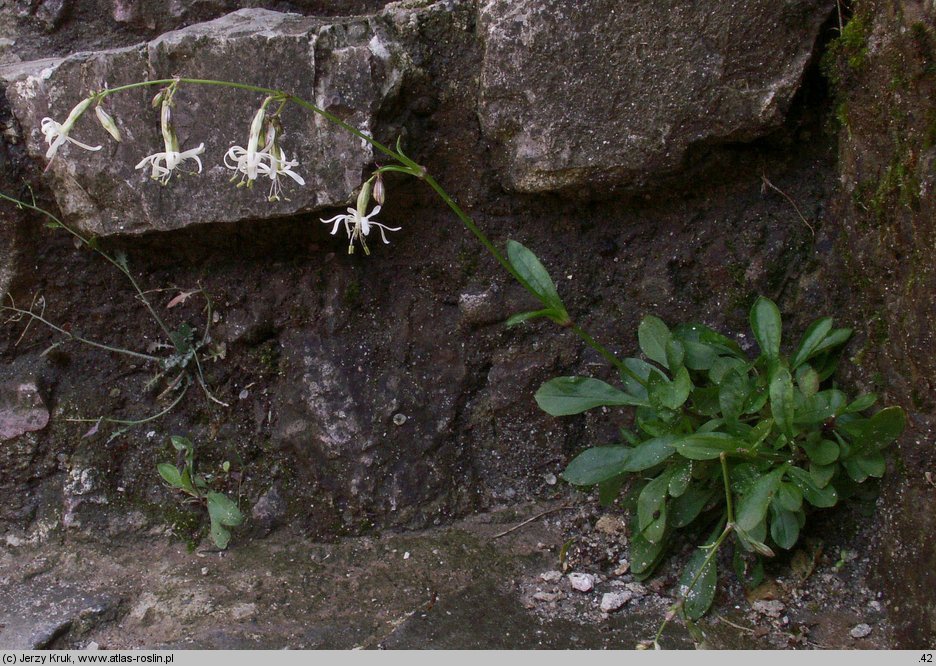 Silene nutans ssp. glabra (lepnica zwisła gładka)