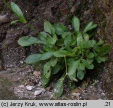 Silene nutans ssp. glabra (lepnica zwisła gładka)