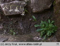 Silene nutans ssp. glabra (lepnica zwisła gładka)