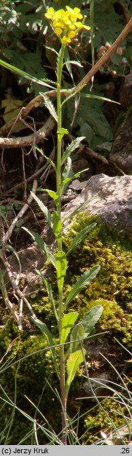 Erysimum pieninicum (pszonak pieniński)