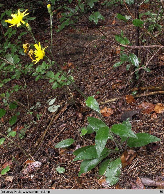 Hieracium lachenalii (jastrzębiec Lachenala)