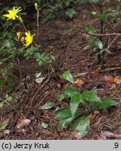 Hieracium lachenalii (jastrzębiec Lachenala)