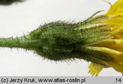 Hieracium lachenalii (jastrzębiec Lachenala)