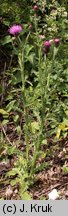 Carduus collinus (oset pagórkowy)