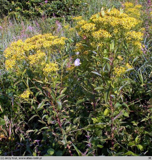 Senecio ovatus (starzec jajowaty)