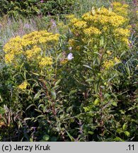 Senecio ovatus (starzec jajowaty)