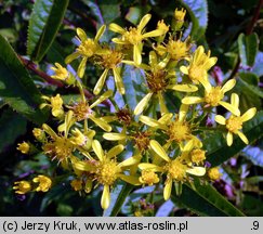 Senecio ovatus (starzec jajowaty)