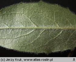 Hieracium lachenalii (jastrzębiec Lachenala)