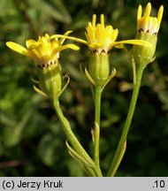 Senecio ovatus (starzec jajowaty)