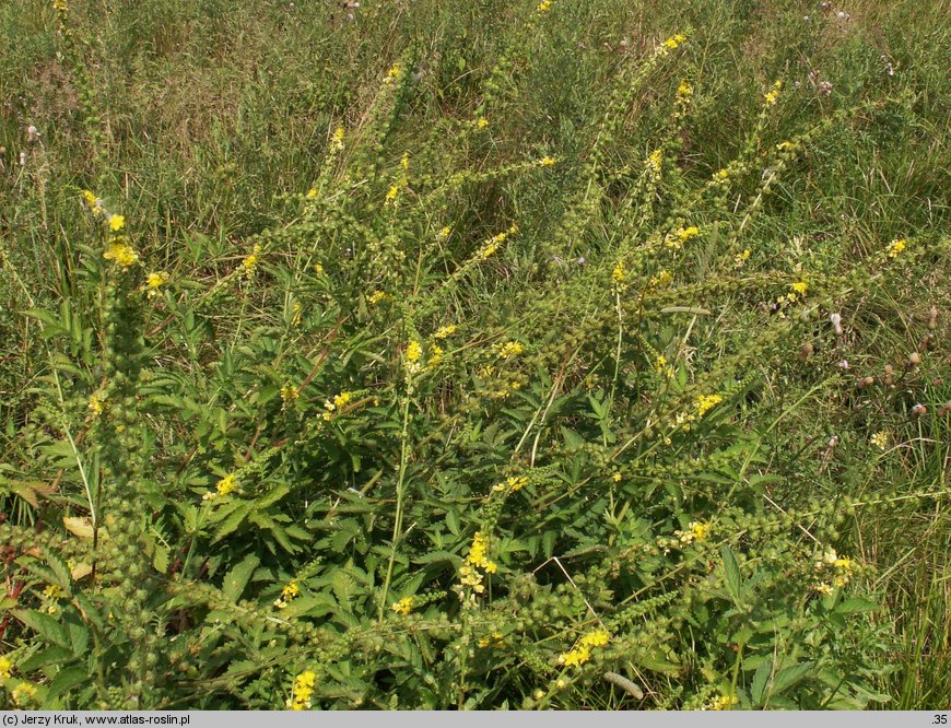 Agrimonia procera (rzepik wonny)