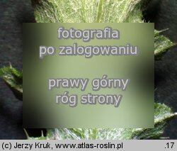 Carduus collinus (oset pagórkowy)