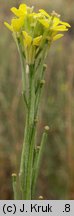 Erysimum marschallianum (pszonak sztywny)