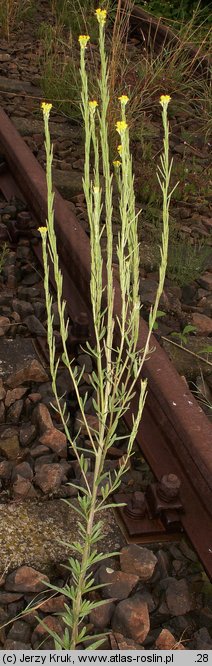 Erysimum marschallianum (pszonak sztywny)