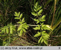 Angelica sylvestris (dzięgiel leśny)