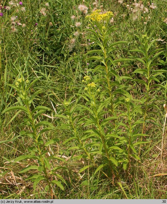 Senecio fluviatilis (starzec nadrzeczny)