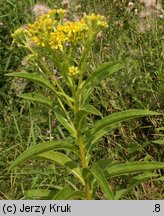 Senecio fluviatilis (starzec nadrzeczny)