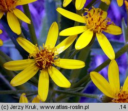 Senecio fluviatilis (starzec nadrzeczny)