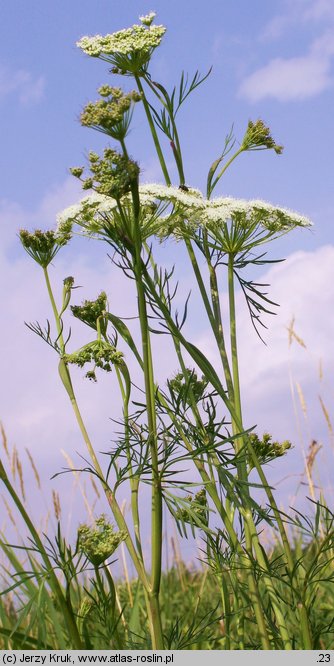 Cnidium dubium (selernica żyłkowana)