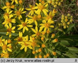 Senecio fluviatilis (starzec nadrzeczny)