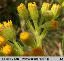 Senecio fluviatilis (starzec nadrzeczny)