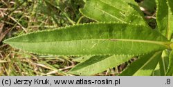 Senecio fluviatilis (starzec nadrzeczny)