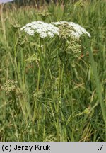 Cnidium dubium (selernica żyłkowana)