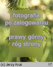 Agrimonia eupatoria (rzepik pospolity)