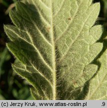 Agrimonia eupatoria (rzepik pospolity)