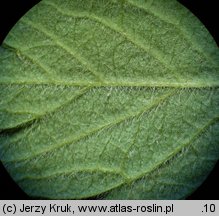 Agrimonia eupatoria (rzepik pospolity)