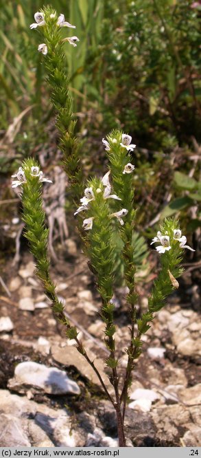 Euphrasia stricta (świetlik wyprężony)