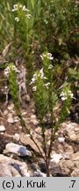 Euphrasia stricta (świetlik wyprężony)