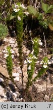 Euphrasia stricta (świetlik wyprężony)