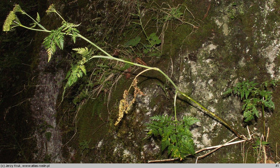 Conioselinum tataricum (szczwoligorz tatarski)