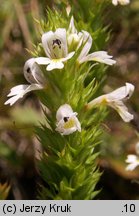 Euphrasia stricta (świetlik wyprężony)