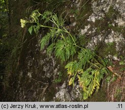 Conioselinum tataricum (szczwoligorz tatarski)