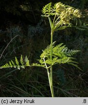 Conioselinum tataricum (szczwoligorz tatarski)