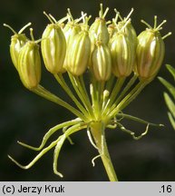 Conioselinum tataricum (szczwoligorz tatarski)