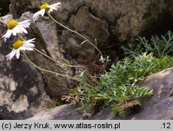 Dendranthema zawadzkii (chryzantema Zawadzkiego)