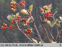 Sorbus graeca (jarząb grecki)