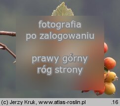 Sorbus graeca (jarzÄ…b grecki)