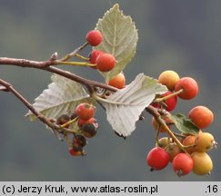 Sorbus graeca (jarząb grecki)